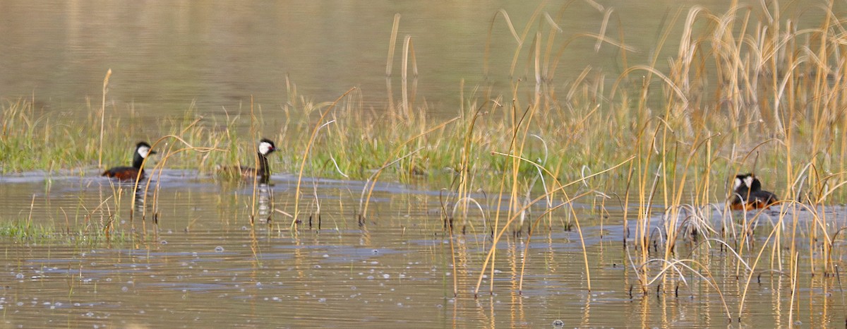 White-tufted Grebe - ML644457820