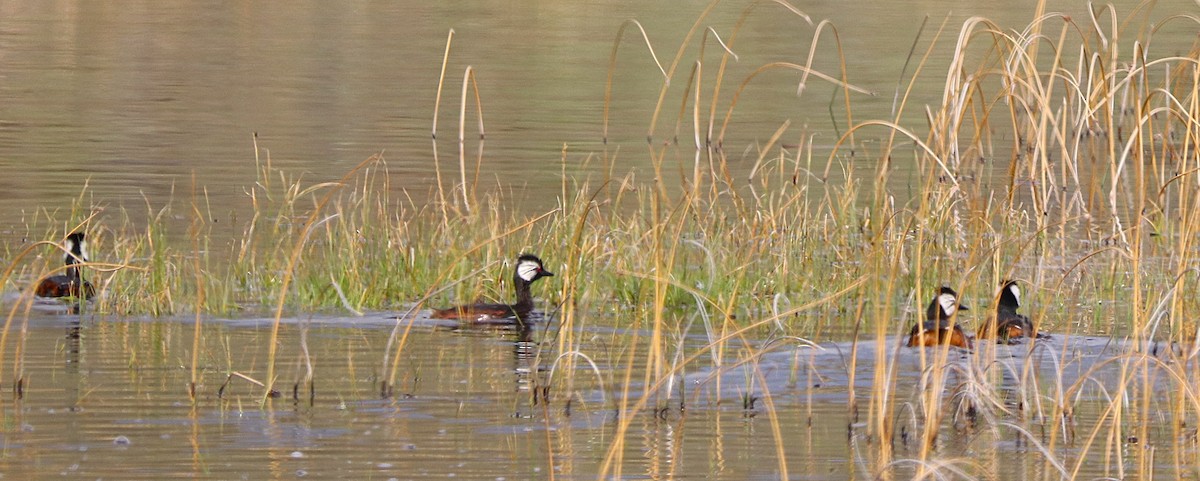 White-tufted Grebe - ML644457821