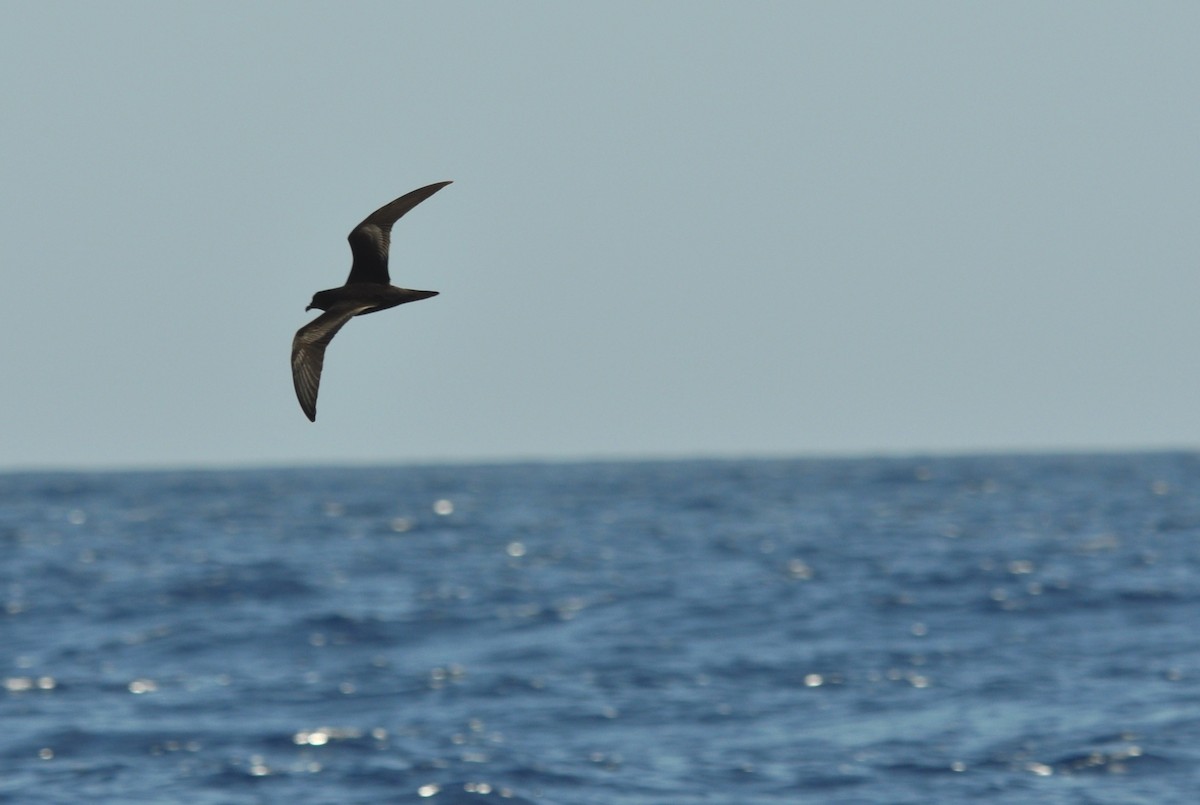 Bulwer's Petrel - ML644457826