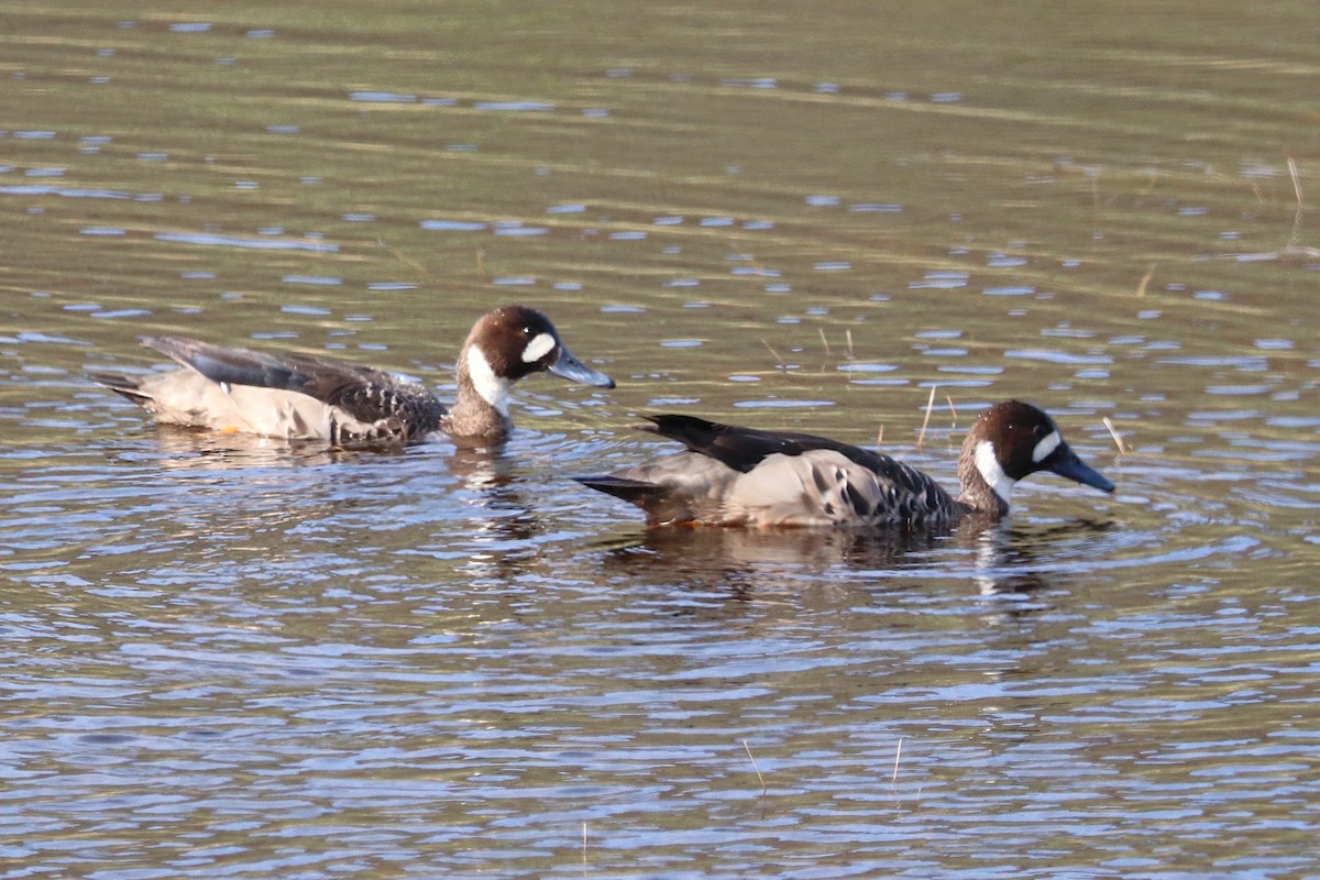 Spectacled Duck - ML644457837