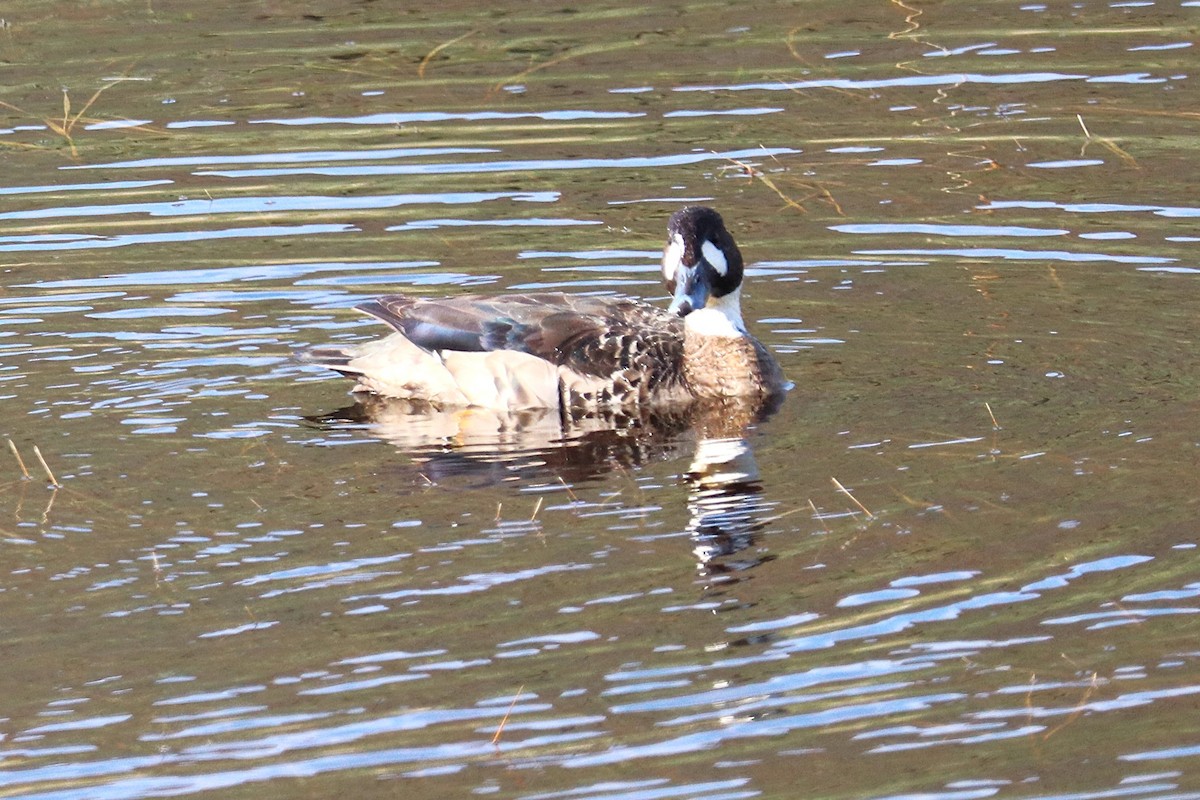 Spectacled Duck - ML644457838