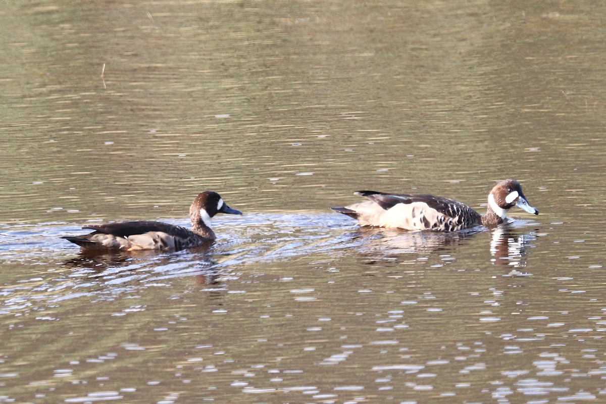 Spectacled Duck - ML644457840