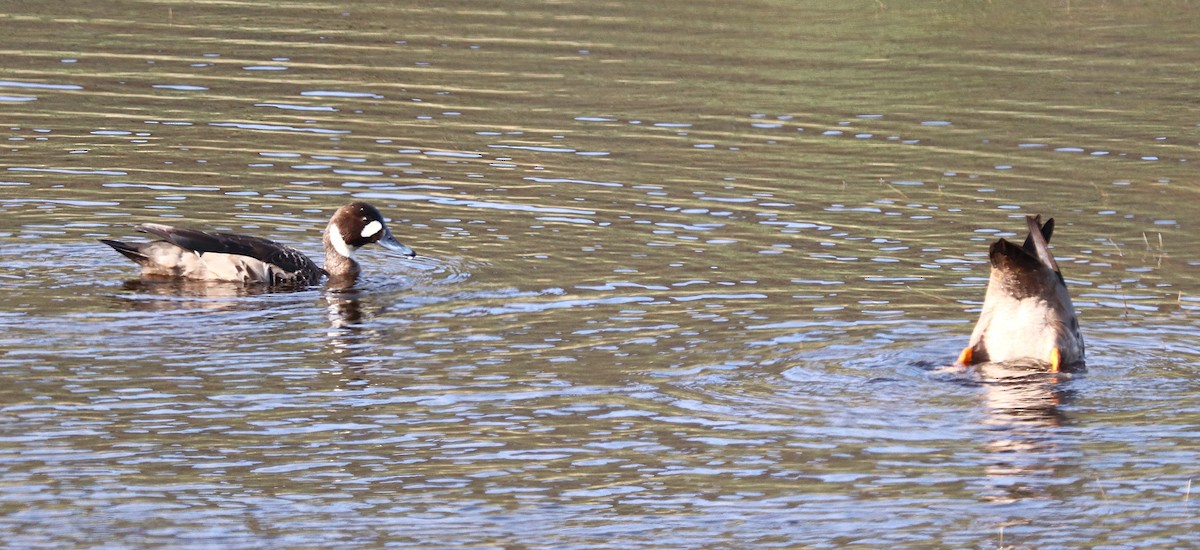 Spectacled Duck - ML644457842