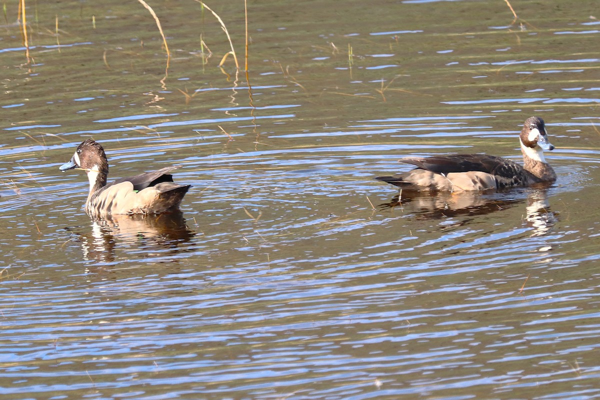 Spectacled Duck - ML644457843