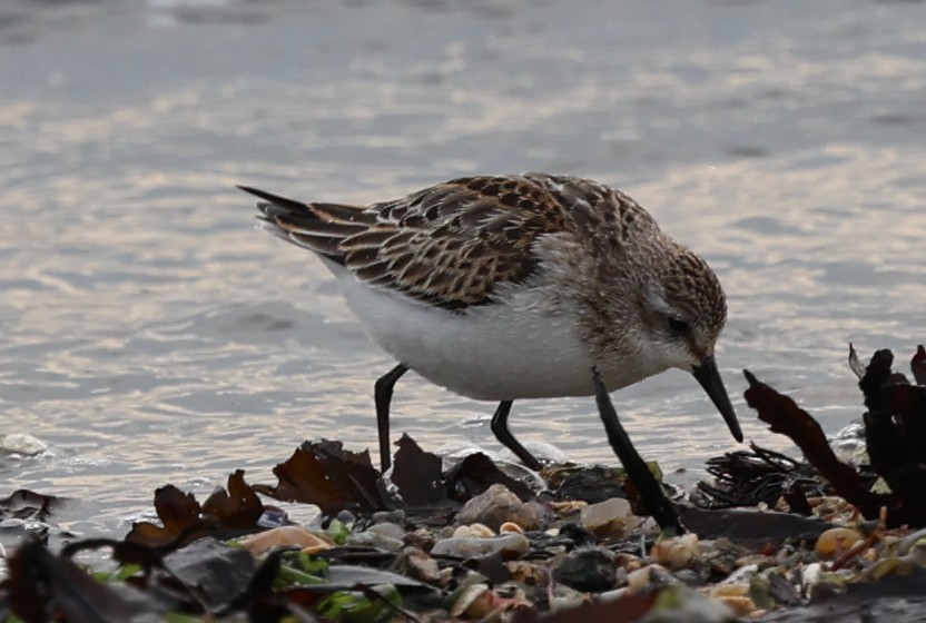 Semipalmated Sandpiper - ML644457847