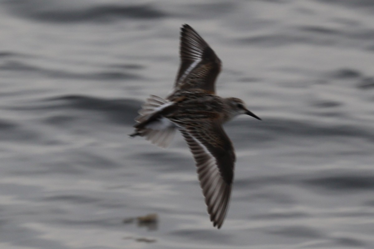 Semipalmated Sandpiper - ML644457849