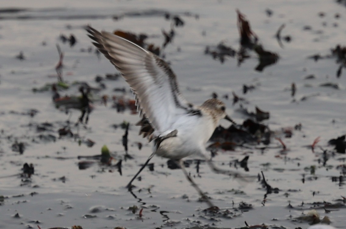 Semipalmated Sandpiper - ML644457850
