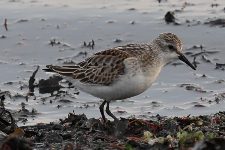 Semipalmated Sandpiper - ML644457851