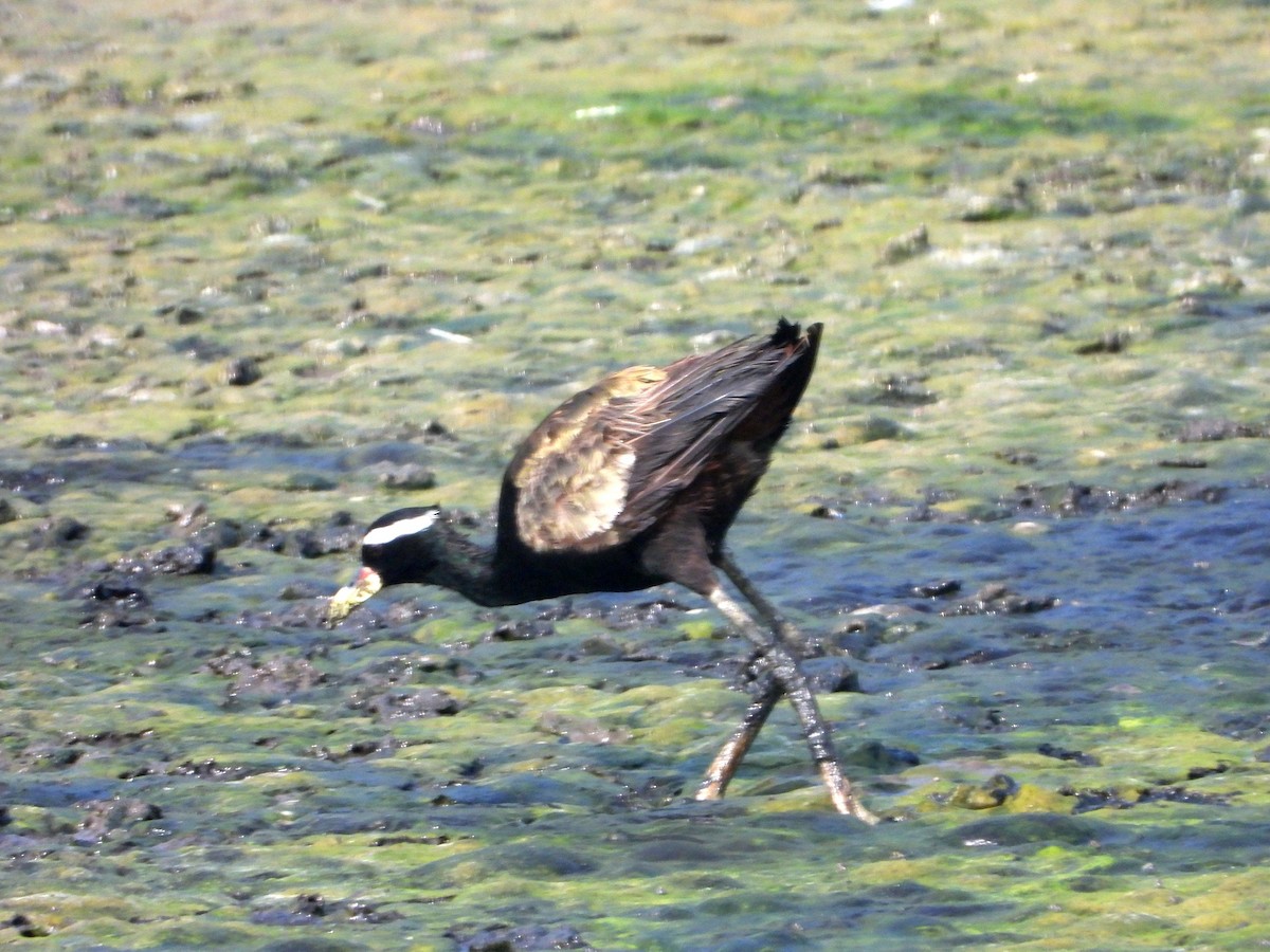 Бронзовокрылая якана - ML644457859