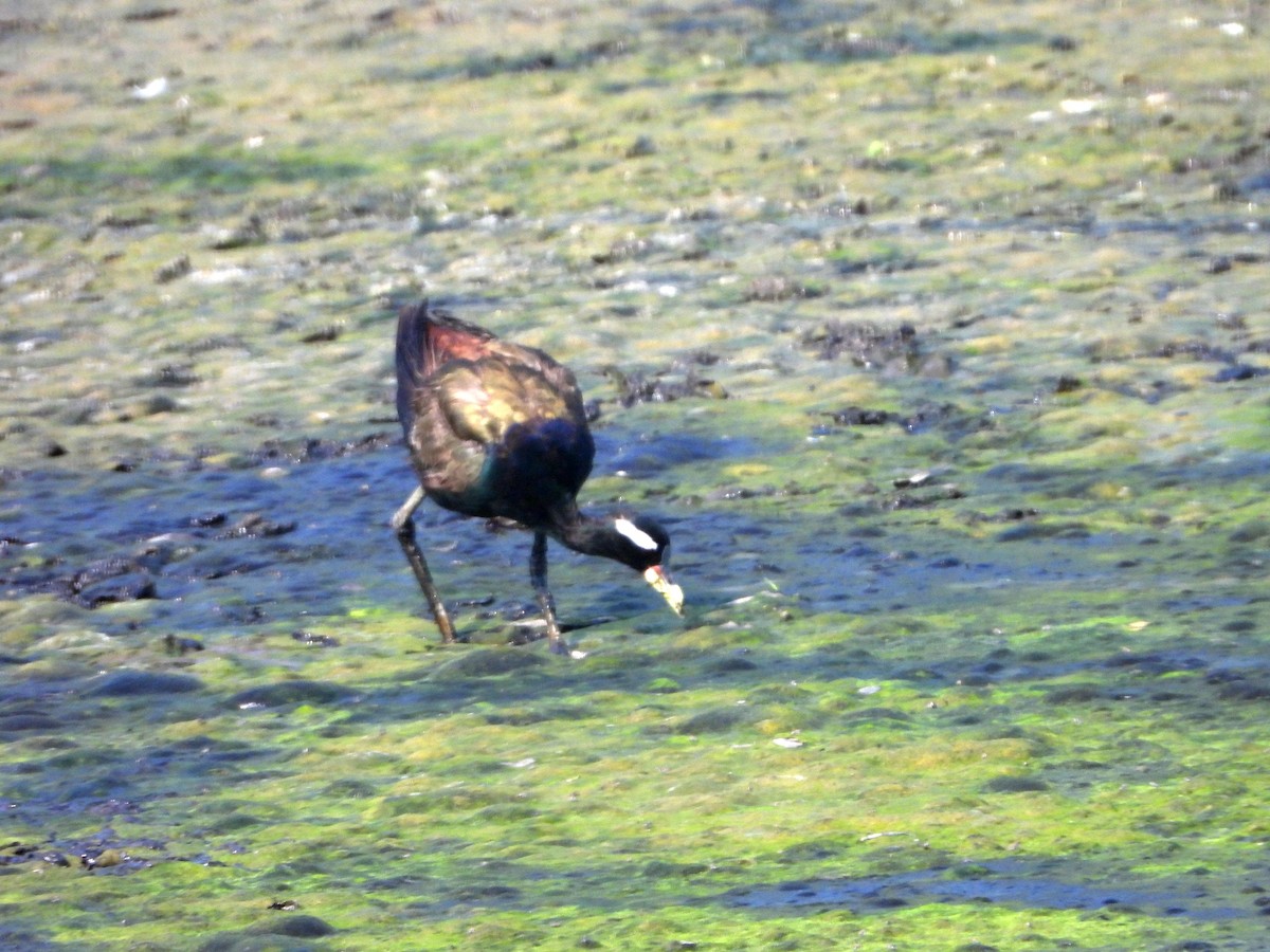 Бронзовокрылая якана - ML644457860