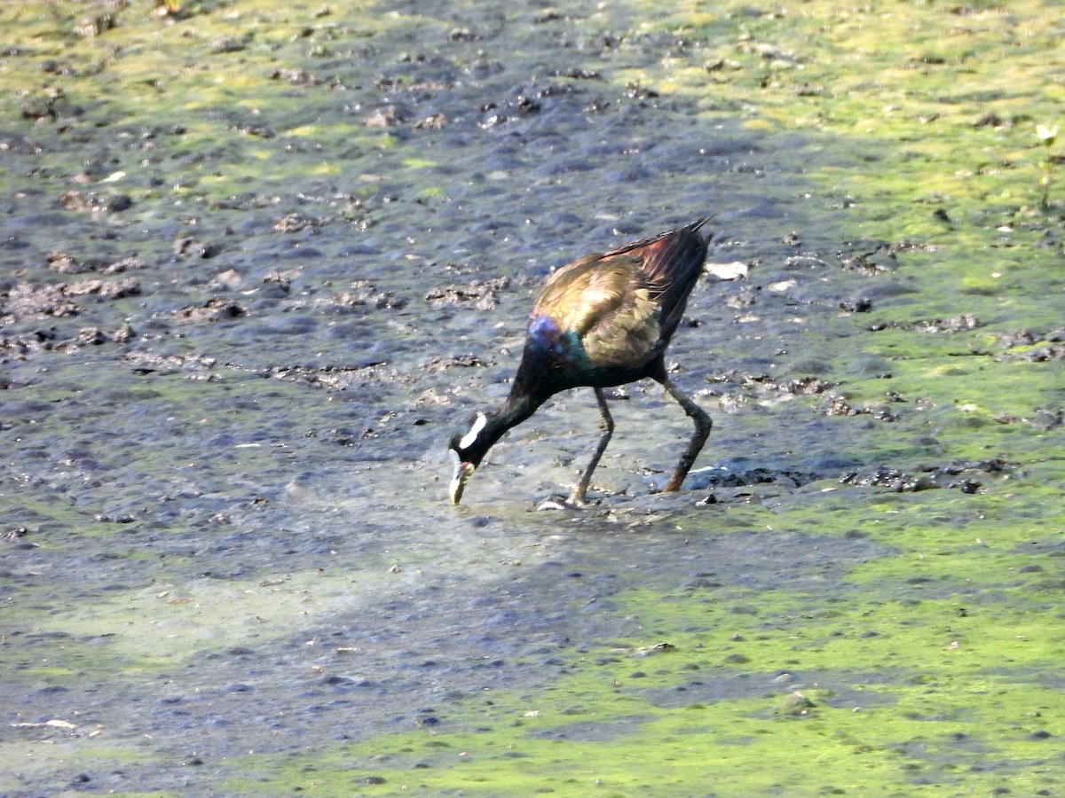 Бронзовокрылая якана - ML644457862