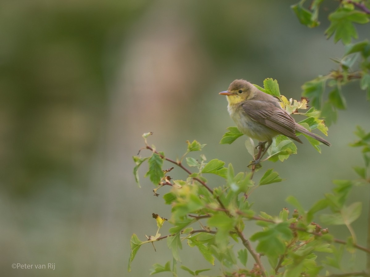 Melodious Warbler - ML644457867