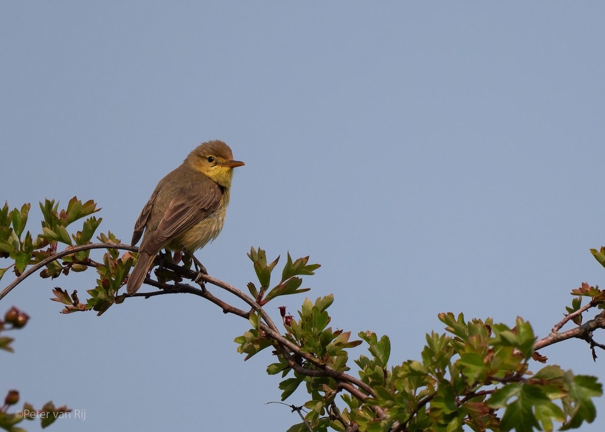 Melodious Warbler - ML644457868