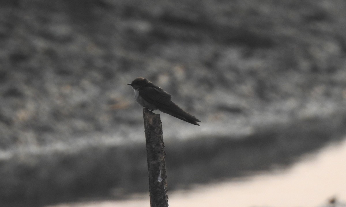 Dusky Crag-Martin - ML644457873