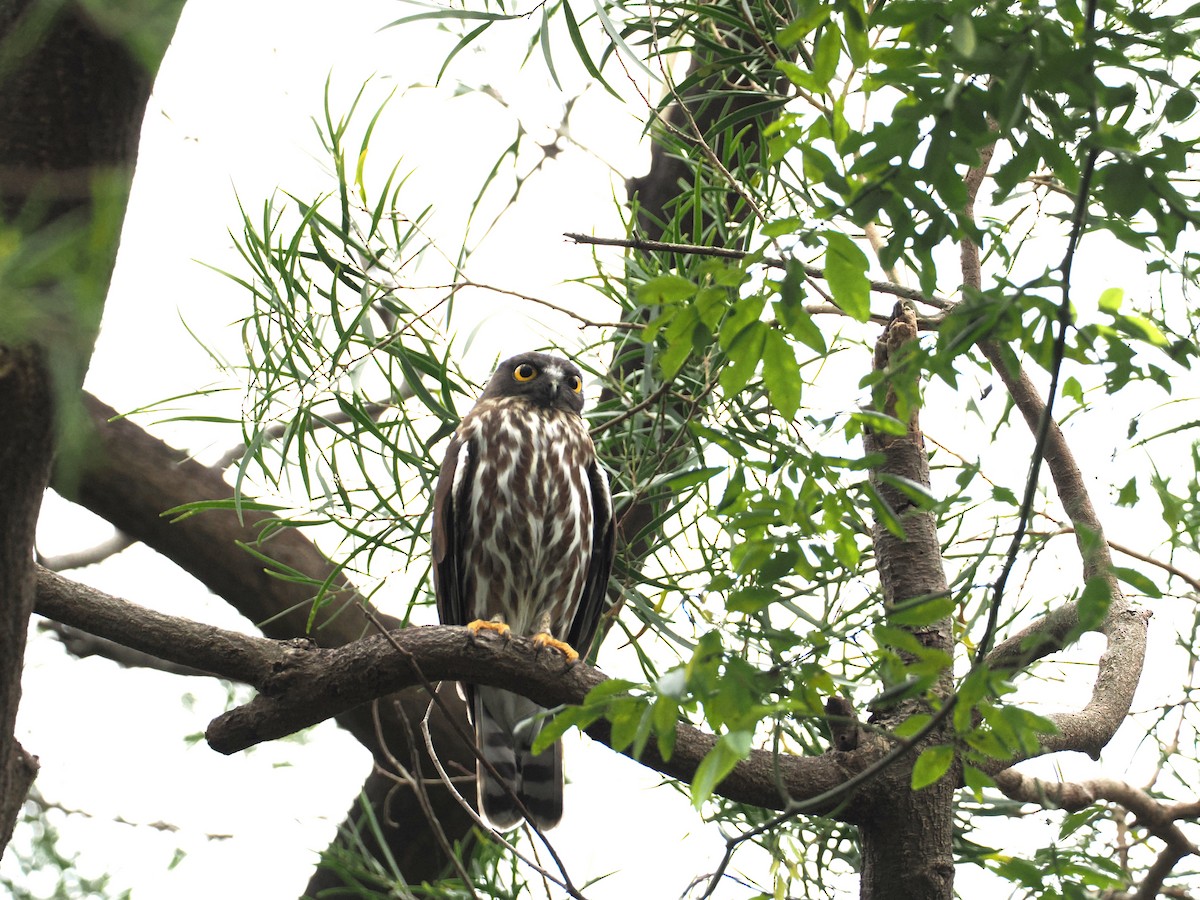 Иглоногая сова - ML644457874