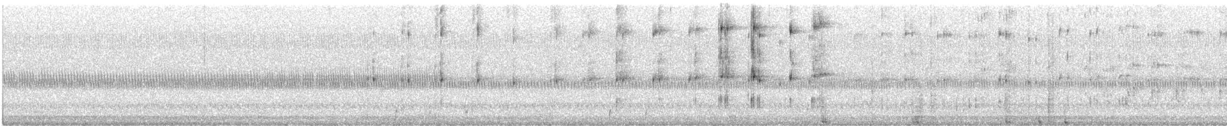 Amerikaschleiereule - ML644457881
