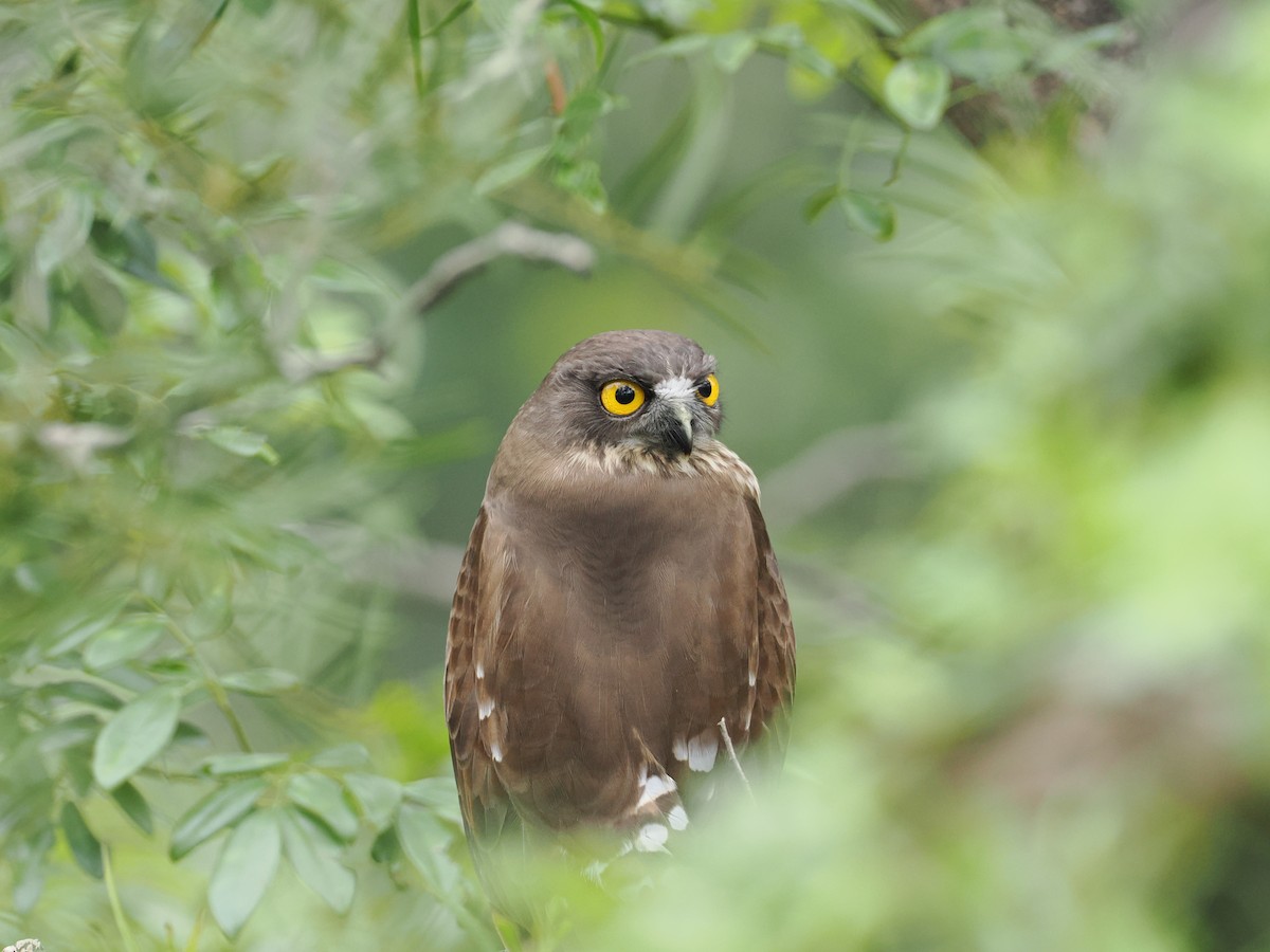 Иглоногая сова - ML644457884