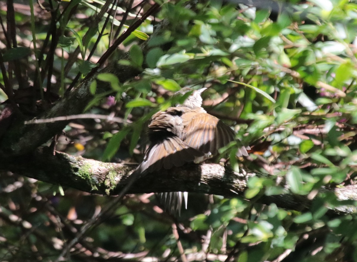 Fahlbrustdrossel - ML644457886