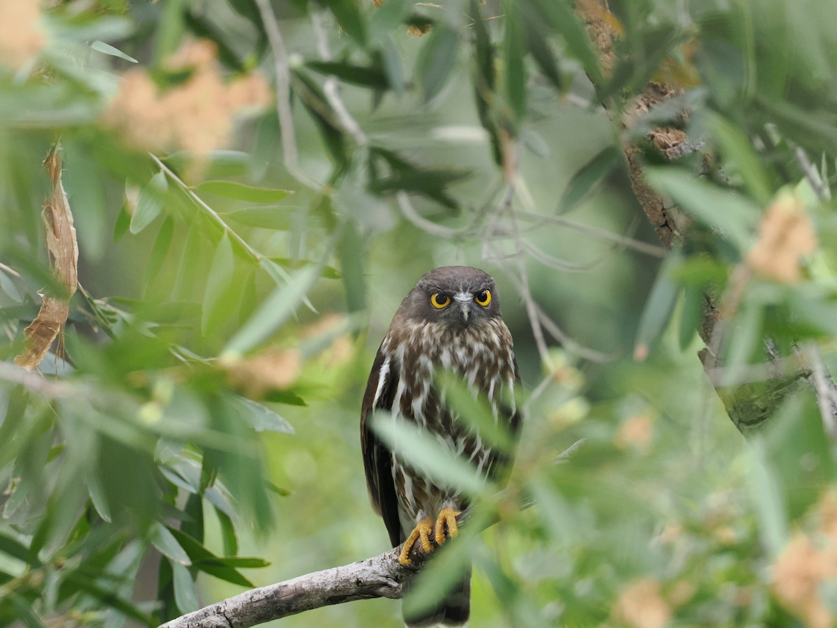 Иглоногая сова - ML644457890