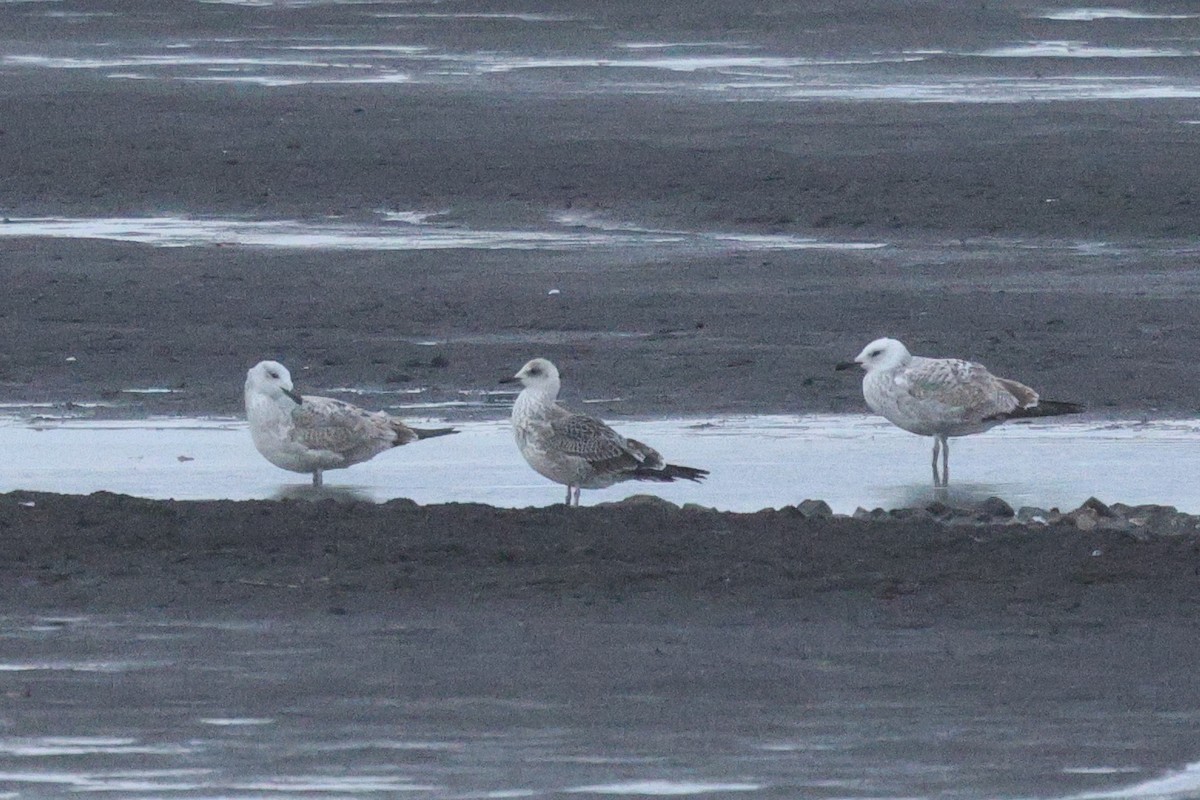 Lesser Black-backed Gull - ML644457899