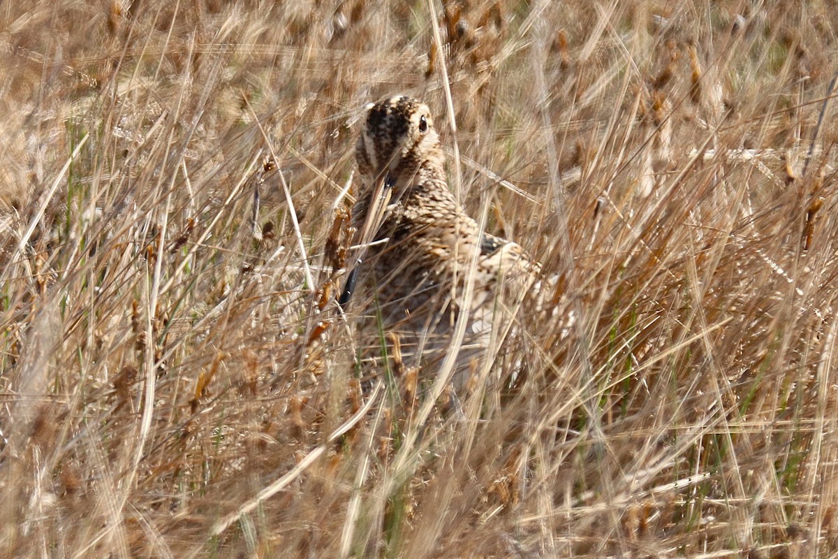 Magellanic Snipe - ML644457908