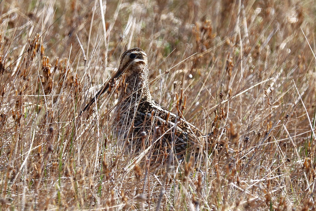 Magellanic Snipe - ML644457909