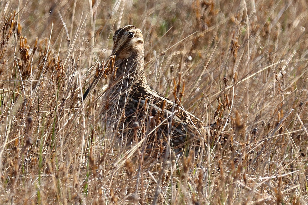 Magellanic Snipe - ML644457910