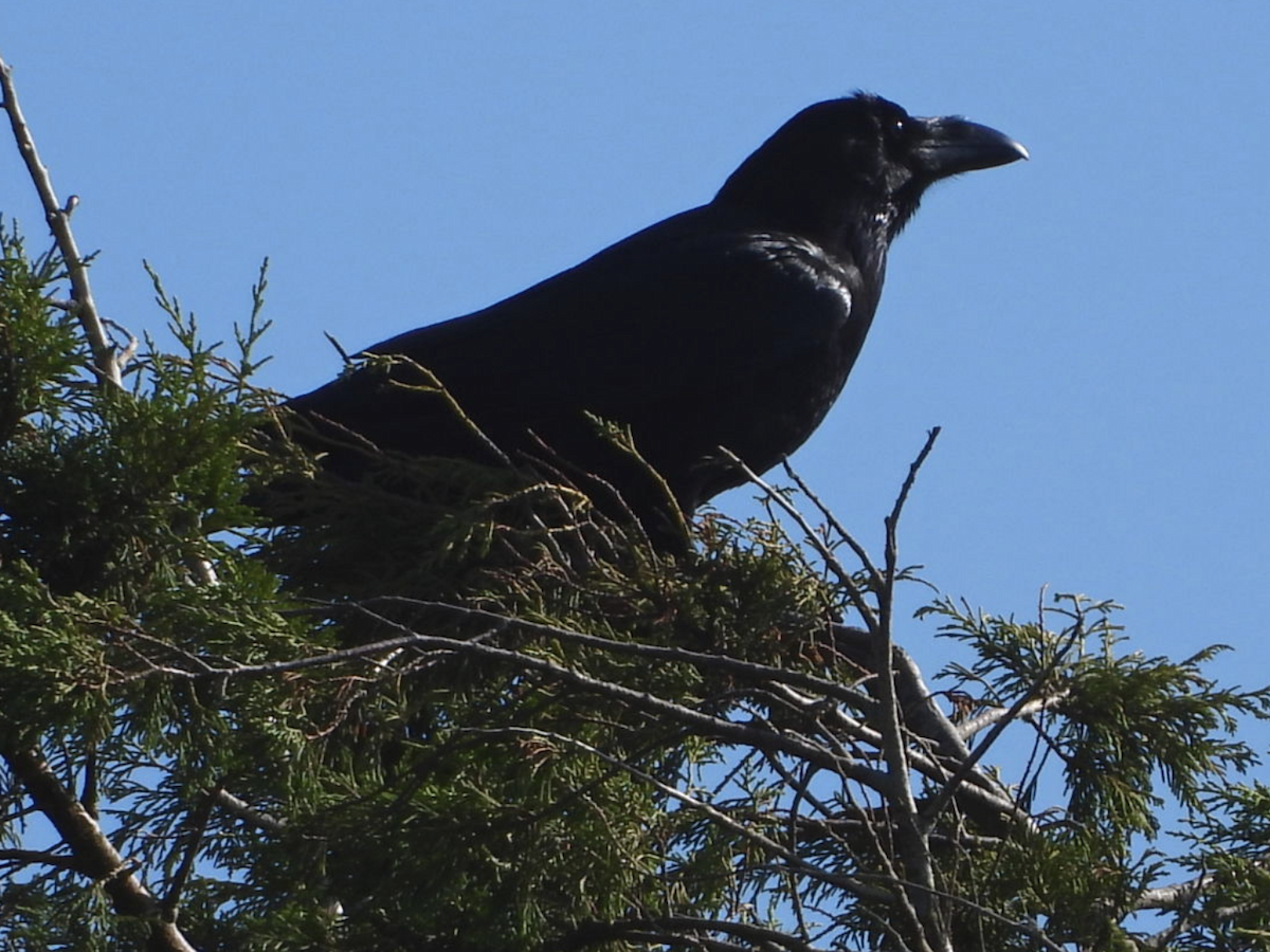 Common Raven - ML644457922