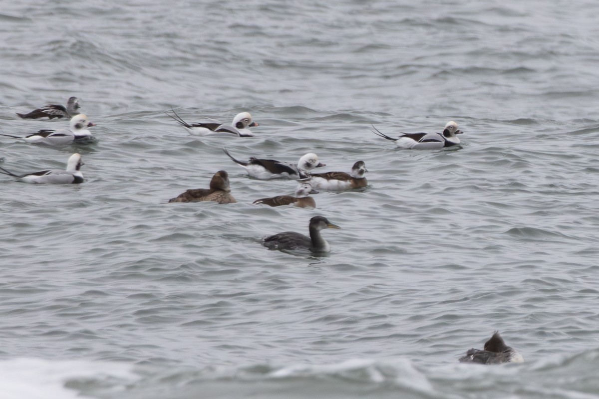 Somormujo Cuellirrojo - ML644457957