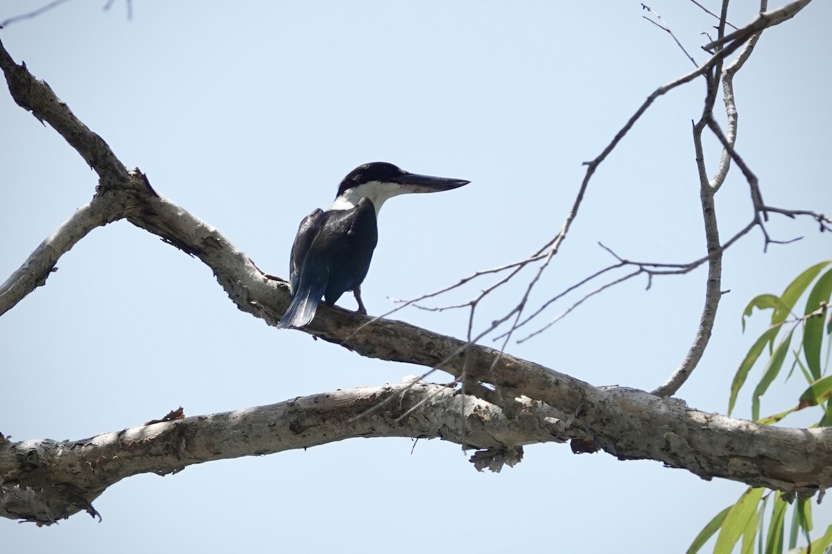 Torresian Kingfisher - ML644457968