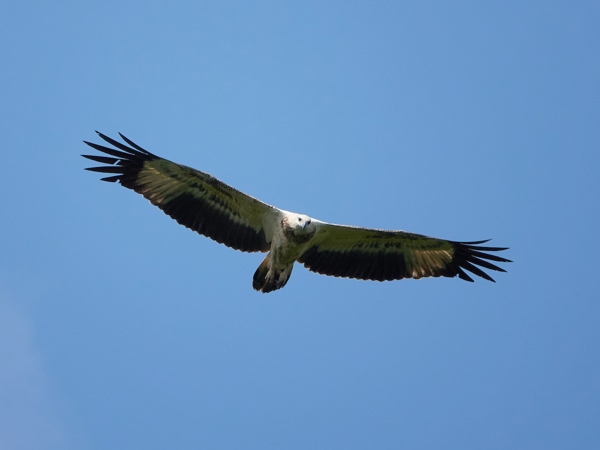 Pygargue blagre - ML644457978