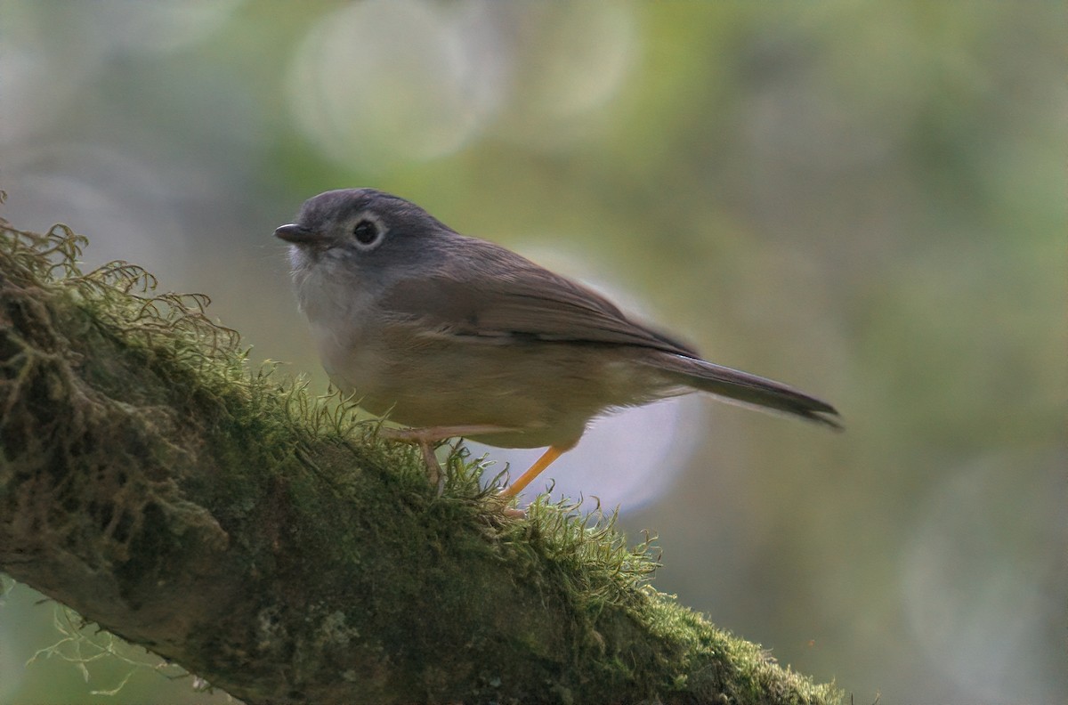 Morrison's Fulvetta - ML644457980