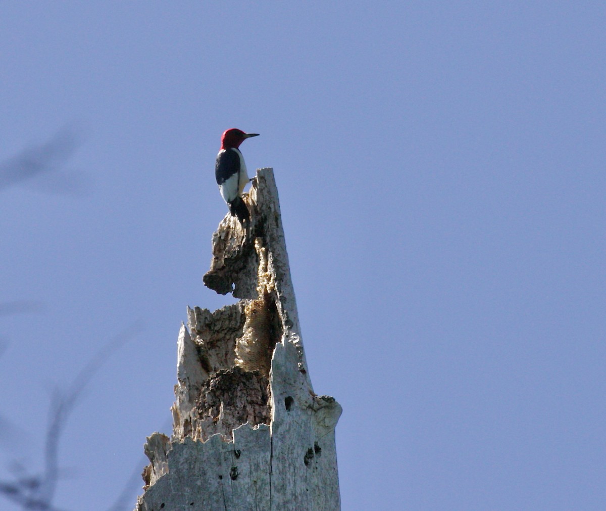 Red-headed Woodpecker - ML644458004