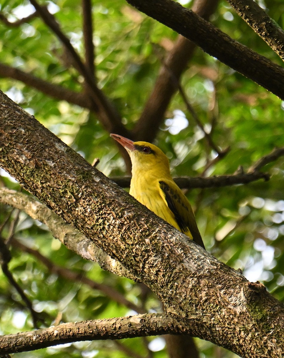 זהבן הודי - ML644458006