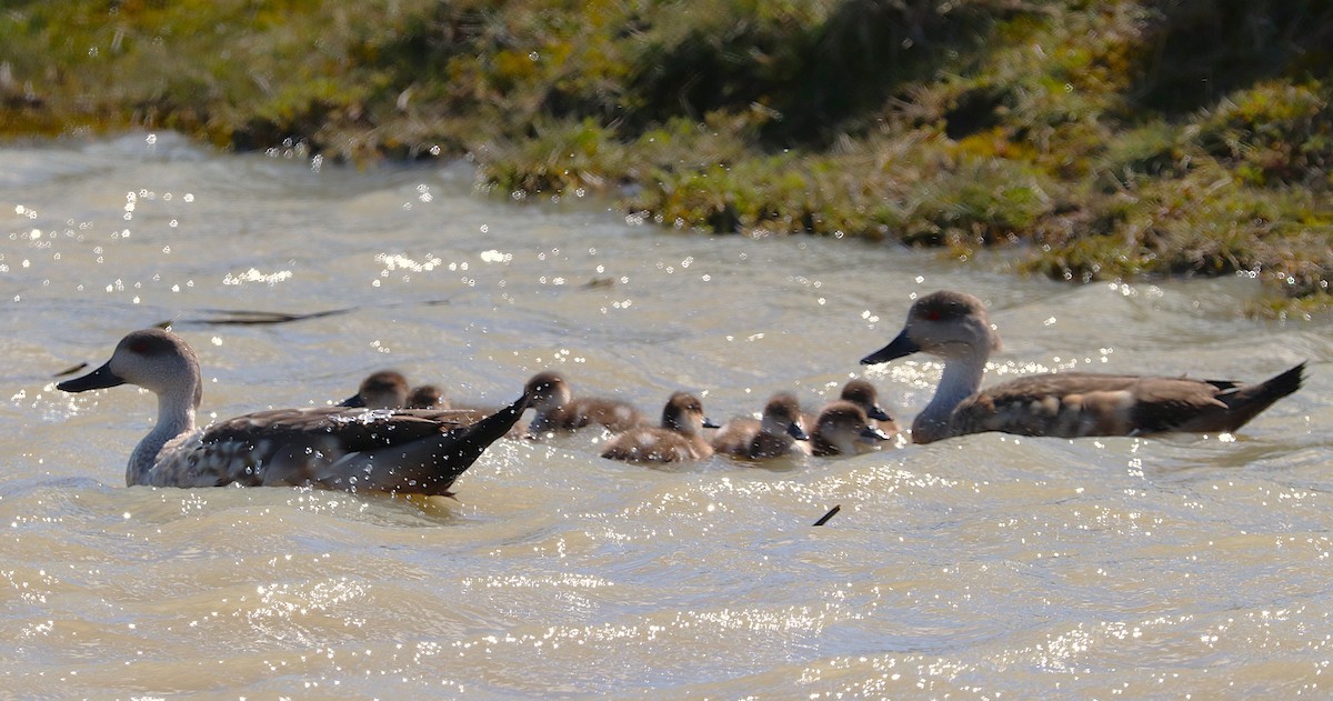 Crested Duck - ML644458024