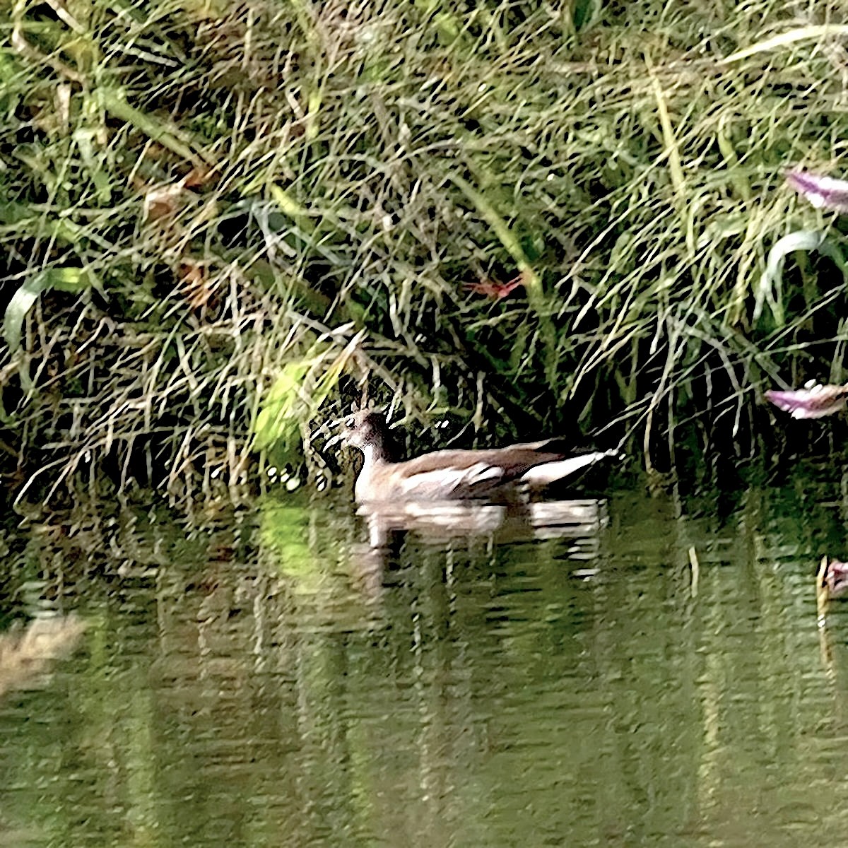 バン - ML644458025