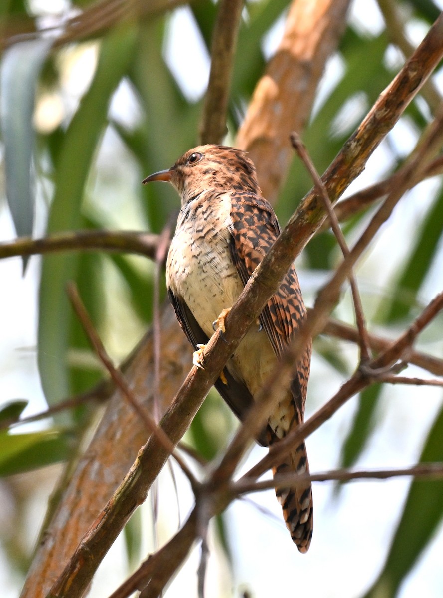 klagegjøk - ML644458028