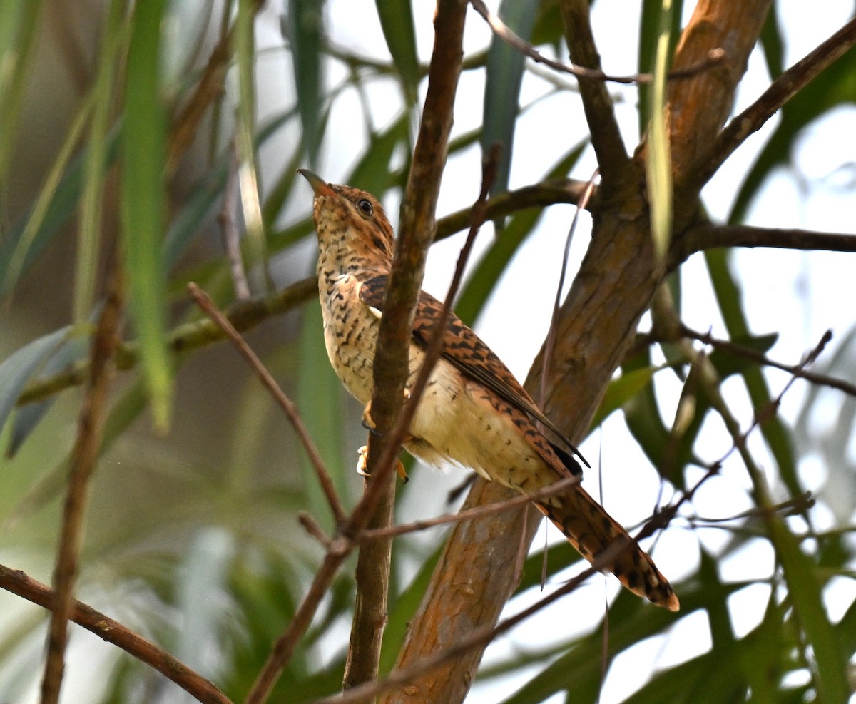 klagegjøk - ML644458029