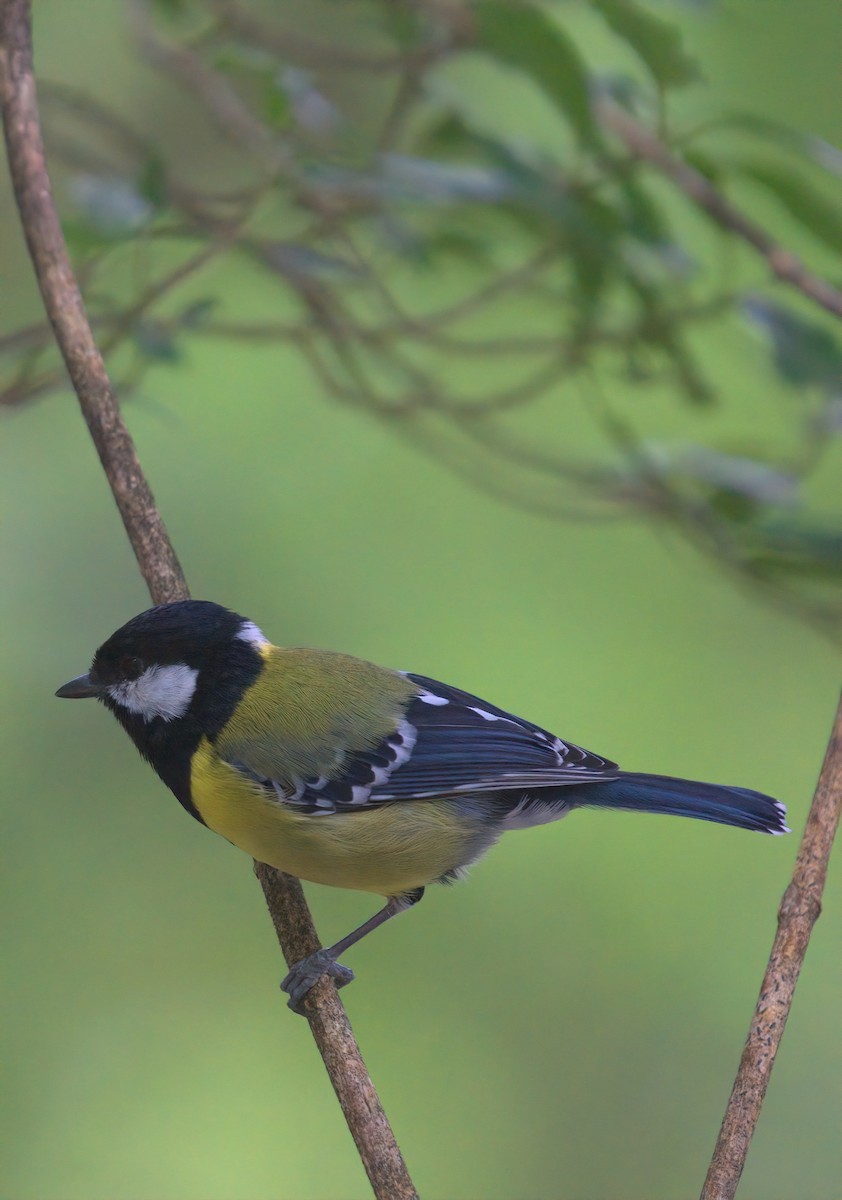 Mésange montagnarde - ML644458031