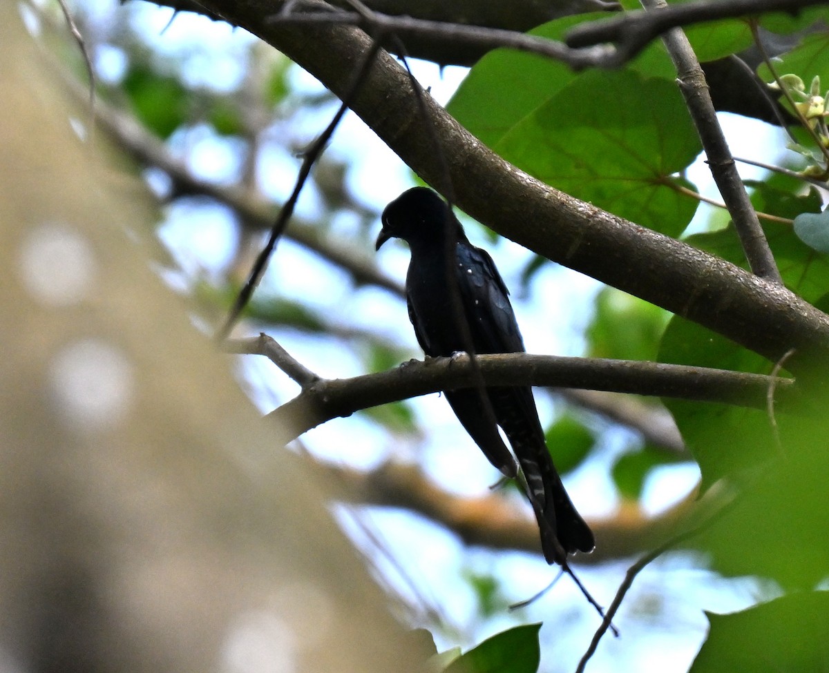 Square-tailed Drongo-Cuckoo - ML644458039