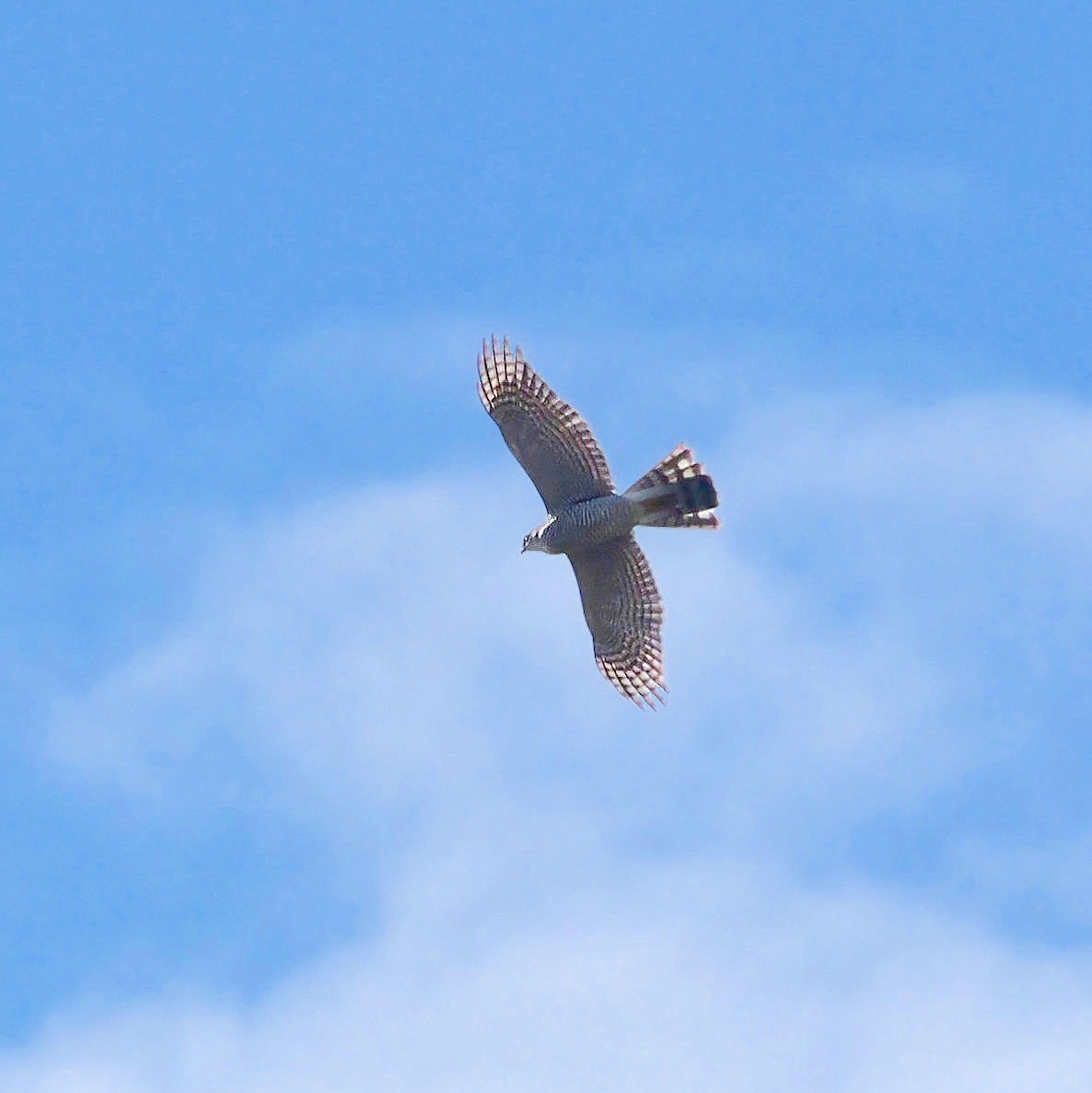 ハイタカ - ML644458041