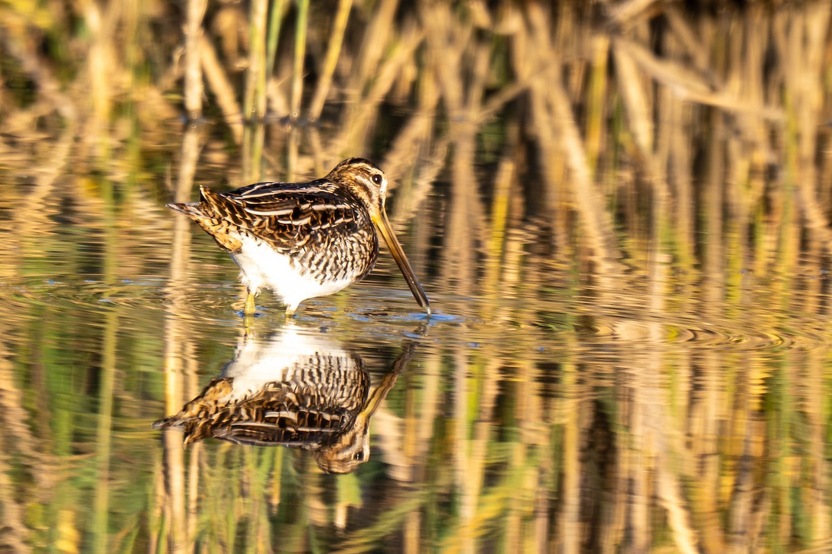 enkeltbekkasin - ML644458043