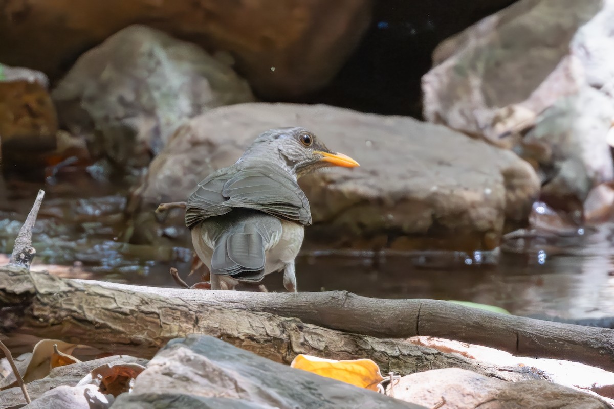 African Thrush - Giuseppe Citino