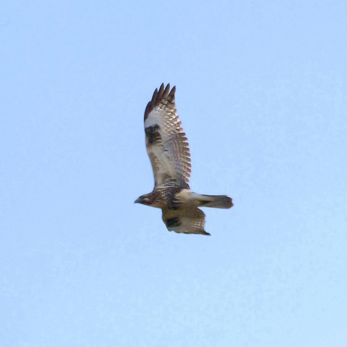 ノスリ - ML644458055