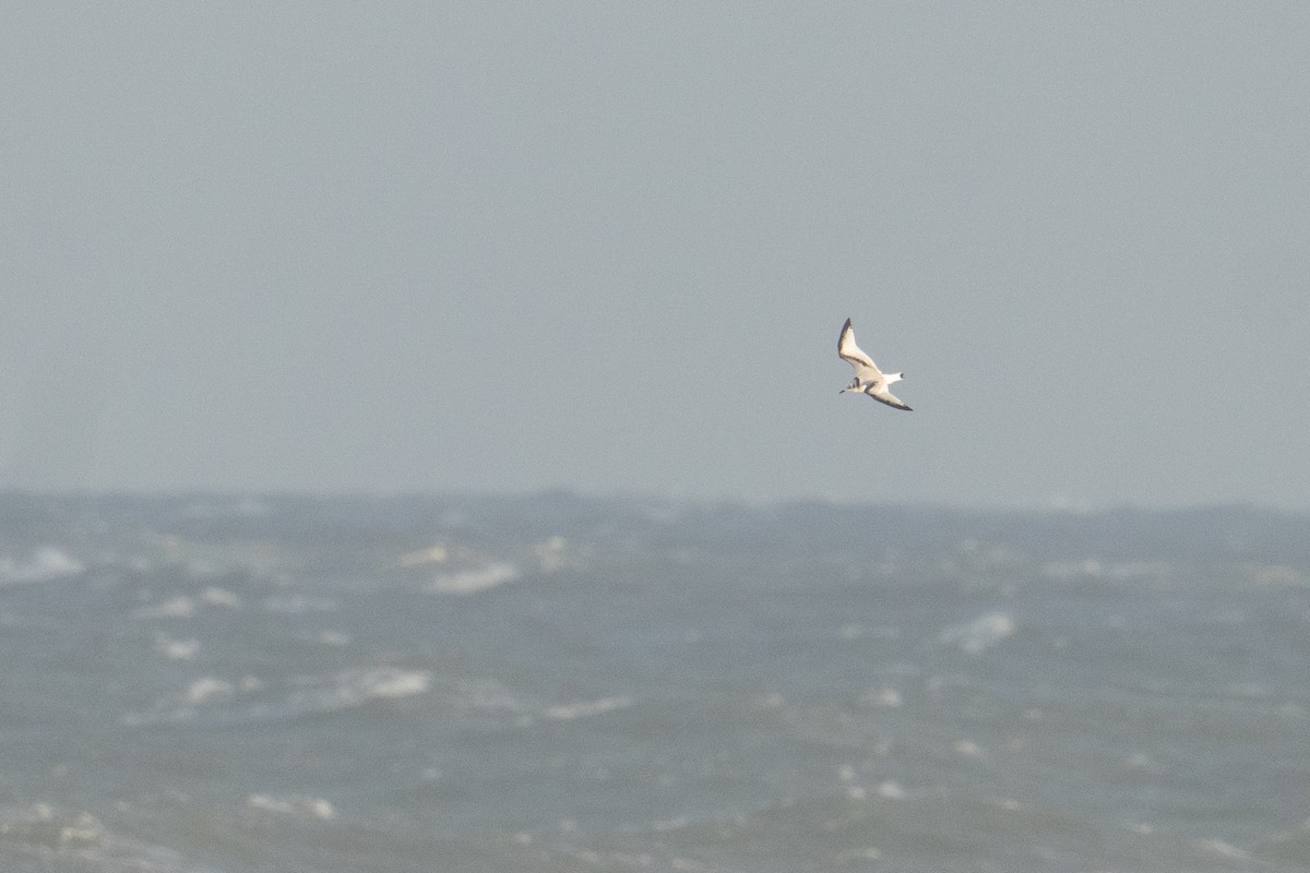 Black-legged Kittiwake - ML644458057