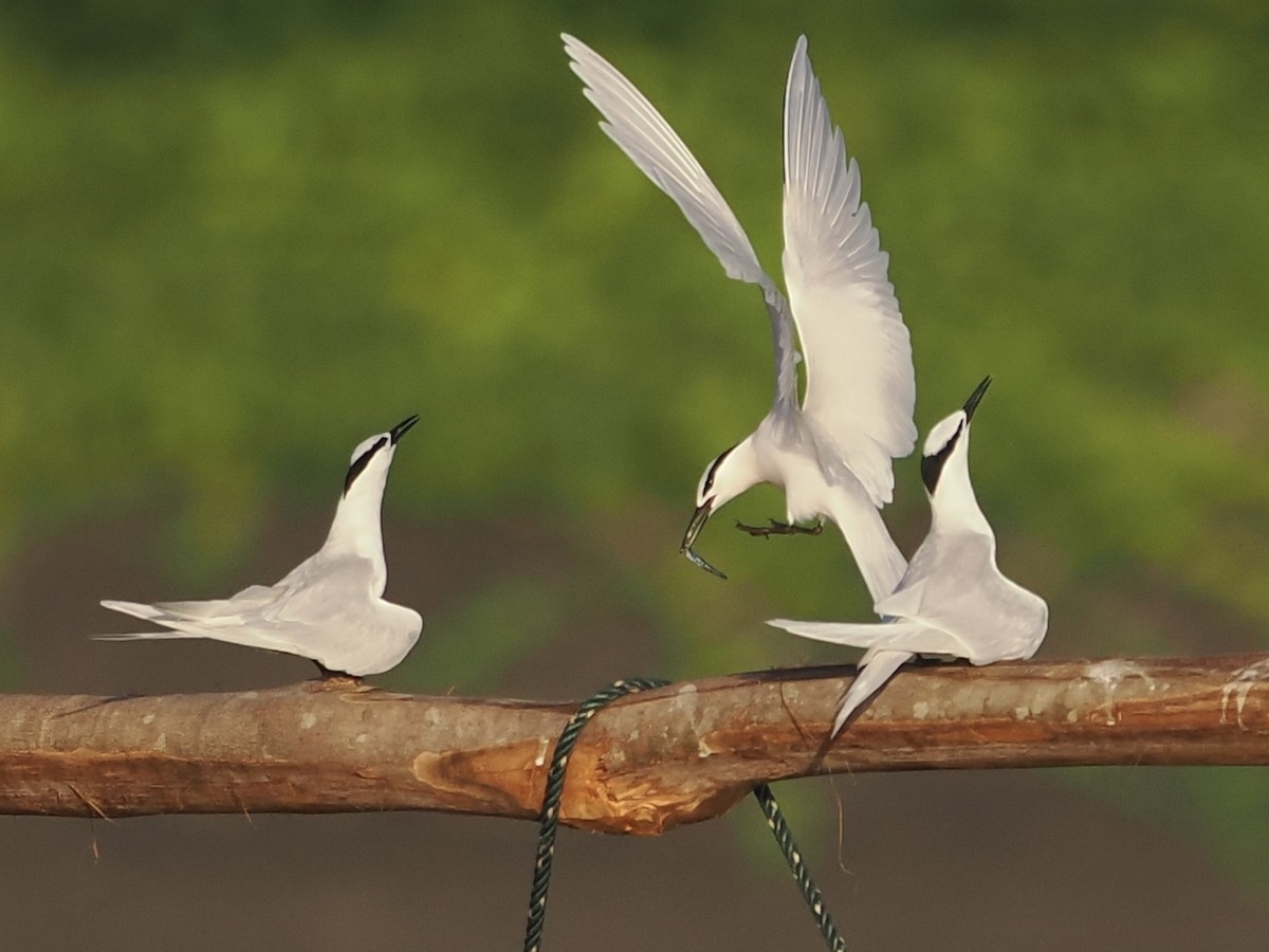 Black-naped Tern - ML644458060