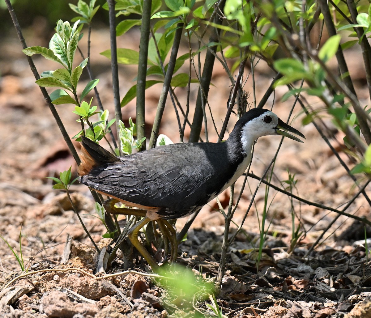 White-breasted Waterhen - ML644458062
