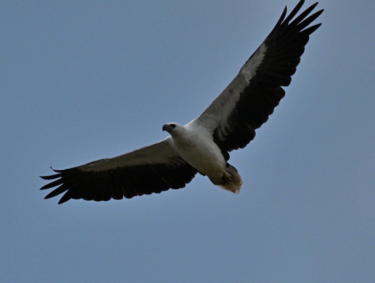 Pygargue blagre - ML644458066