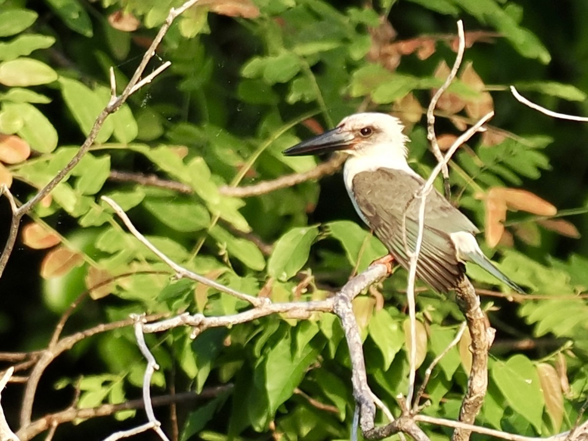 Great-billed Kingfisher - ML644458070