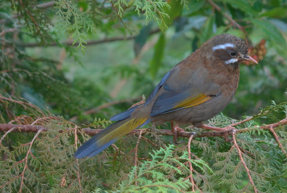 White-whiskered Laughingthrush - ML644458074